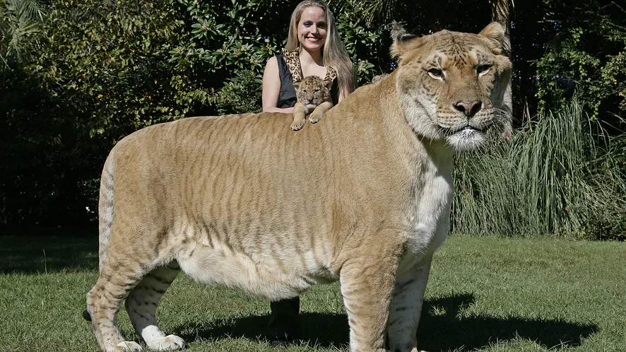 Liger Herkules
