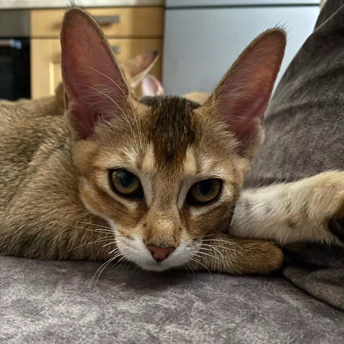 Chausie