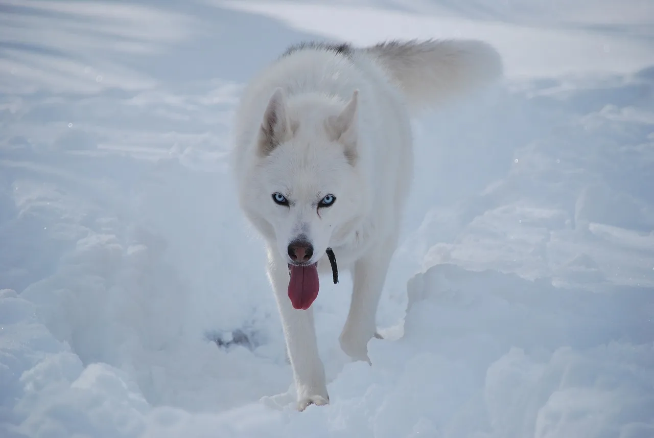 Biały Husky syberyjski