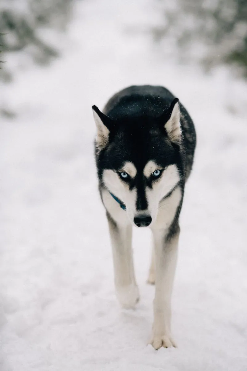 Husky syberyjski