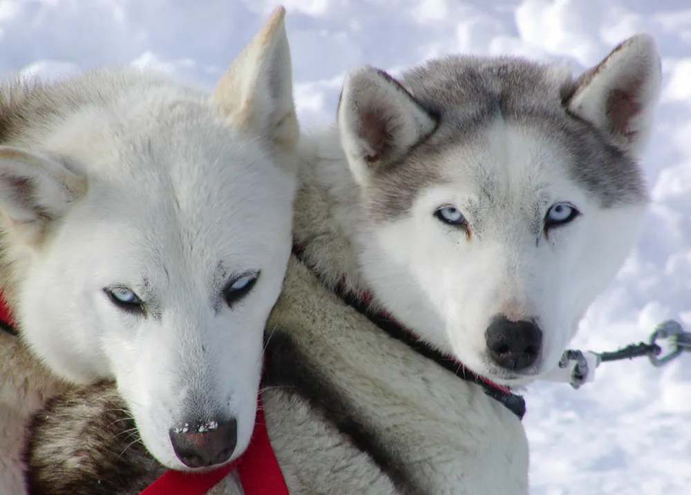 Husky syberyjski