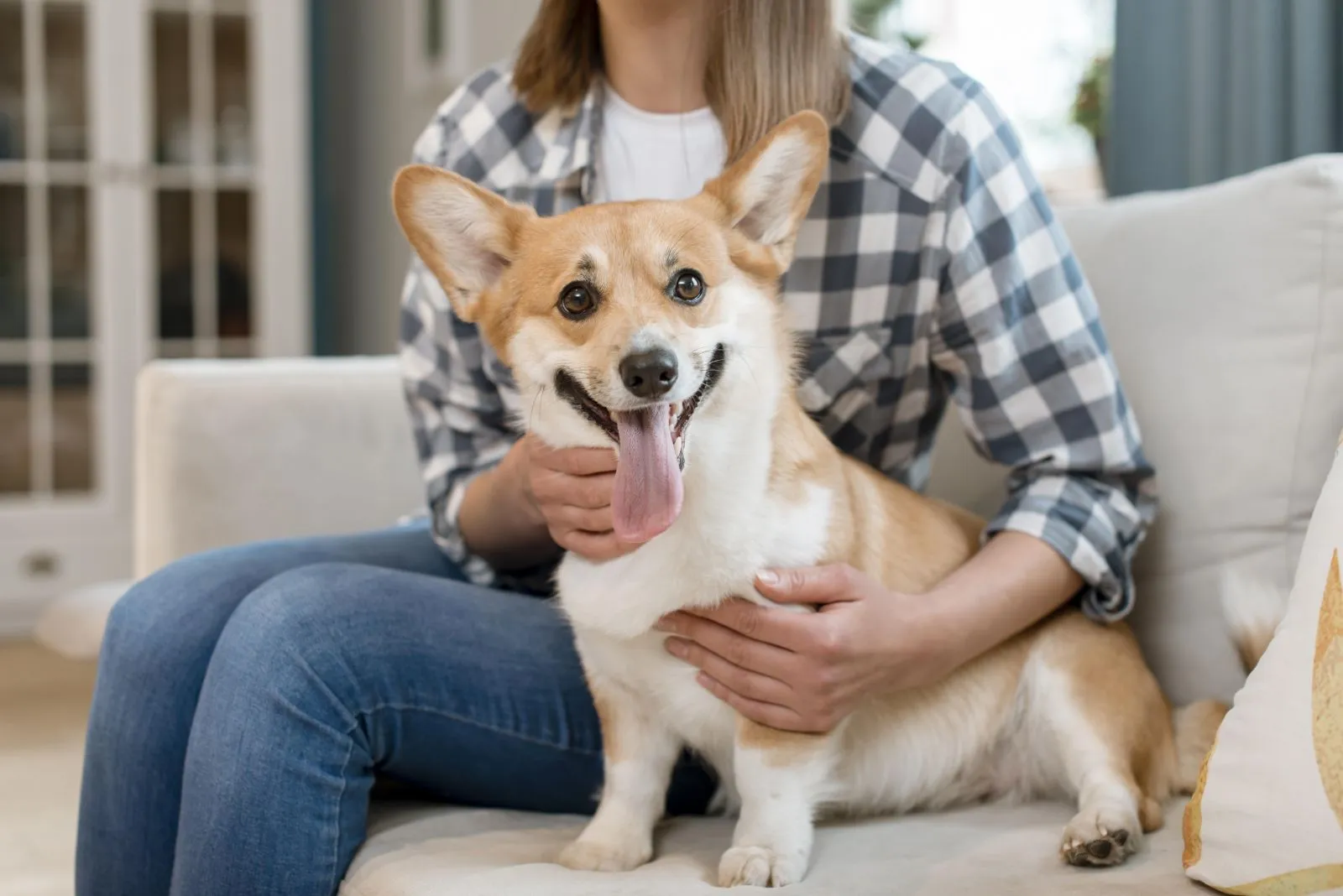 Welsh Corgi Pembroke