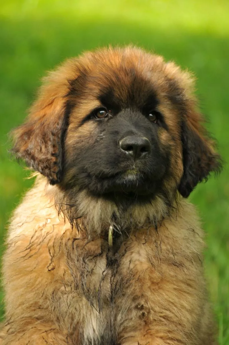 Szczeniak Leonberger