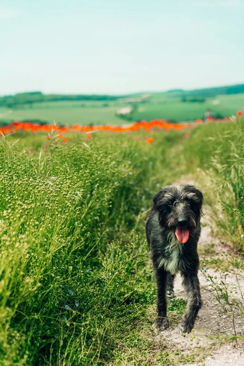 Choroby psów latem i jak im zapobiegać