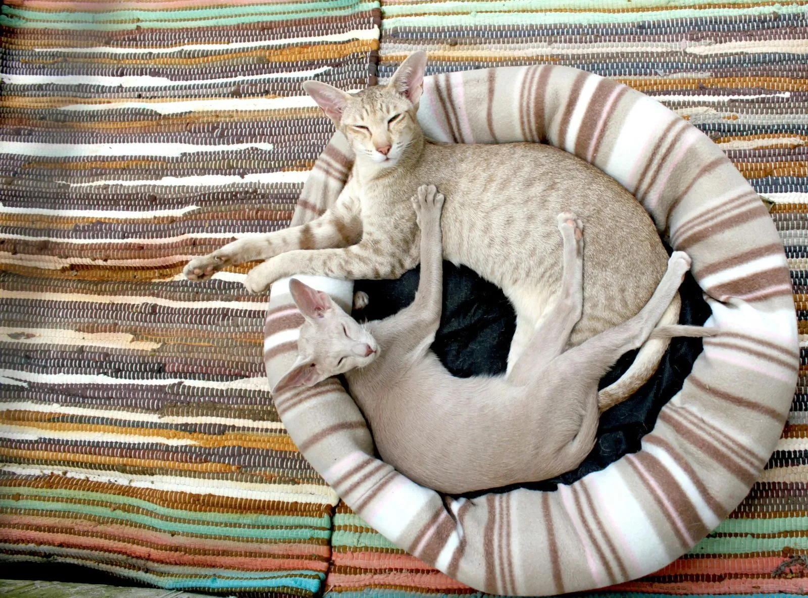 Imiona dla kota
