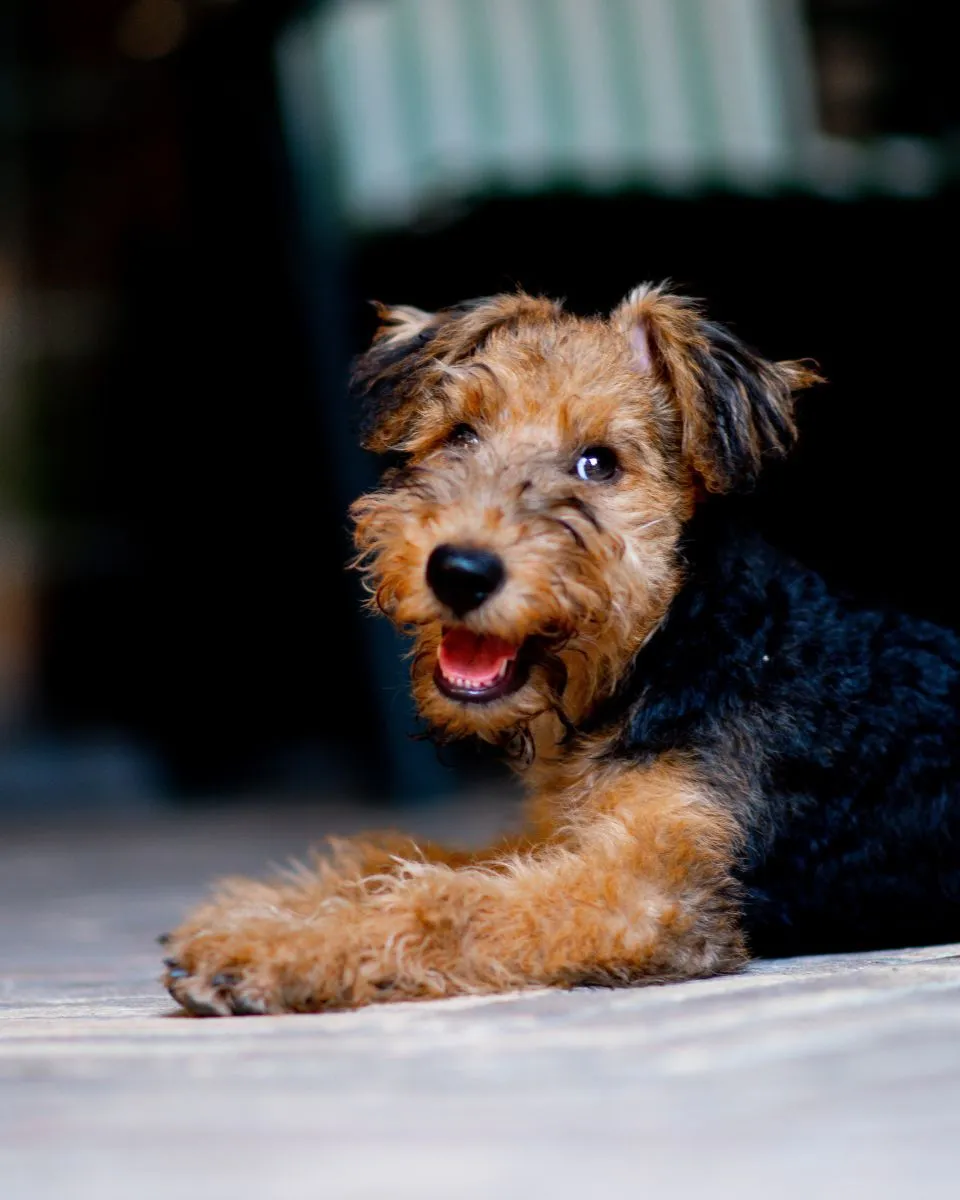 Szczeniak Airedale Terrier