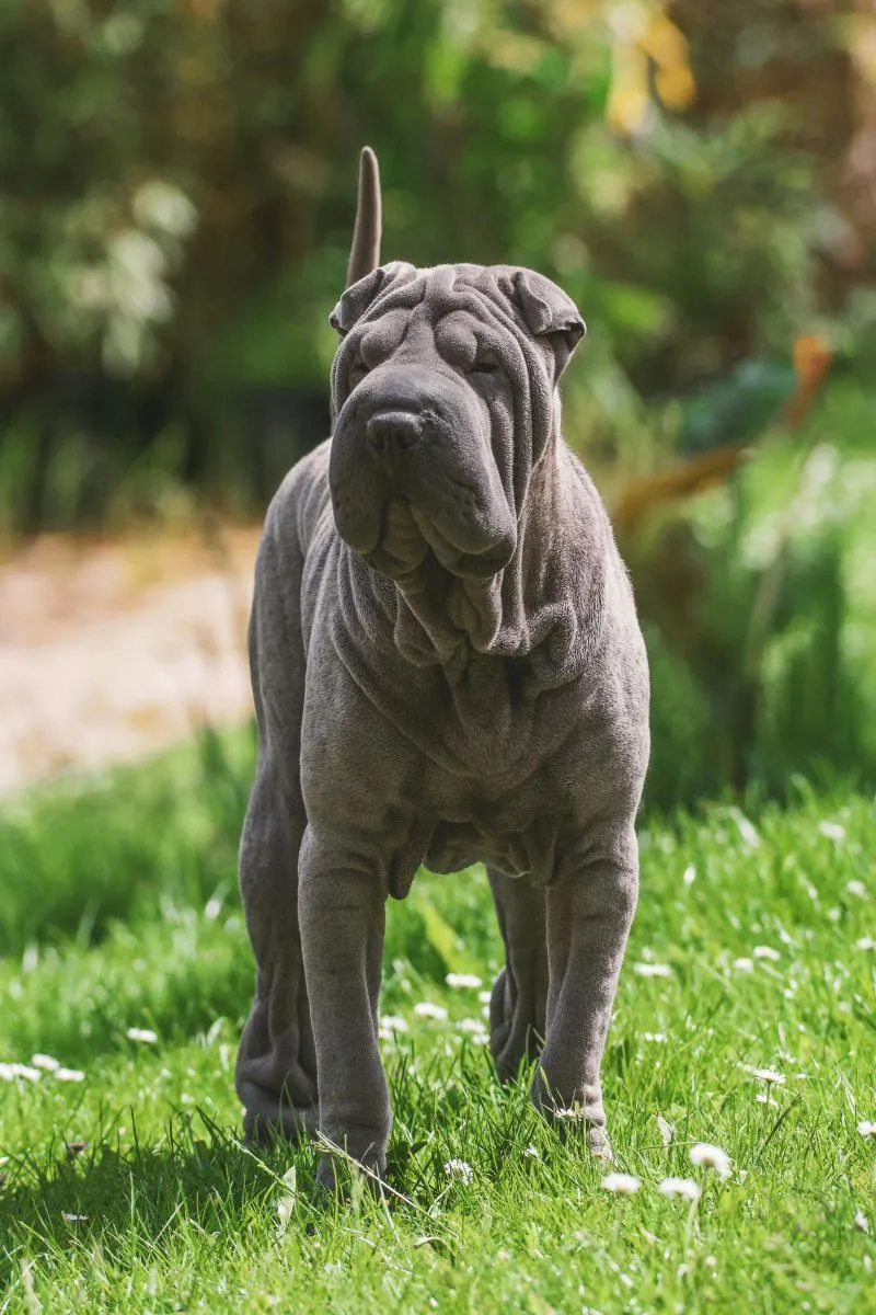 Shar Pei 