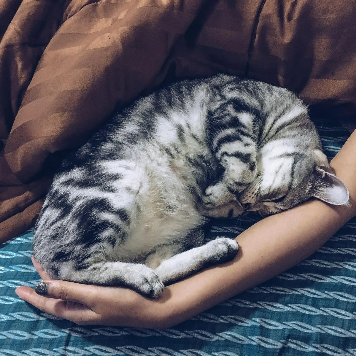 Adopcja starszego kota