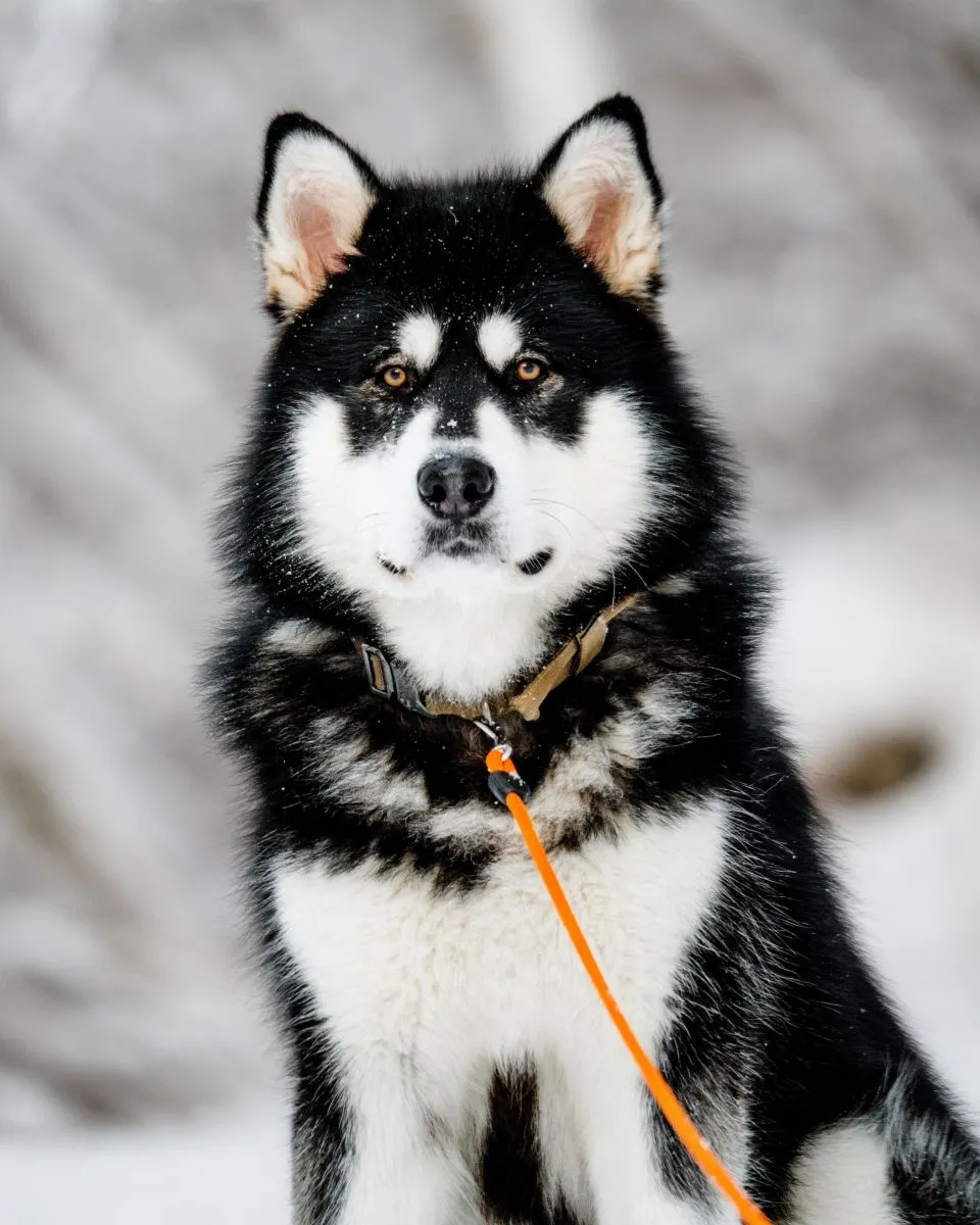 Alaskan Malamute
