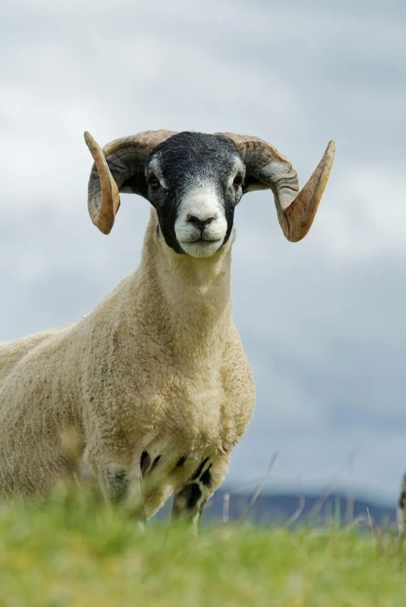 Ciekawostki o owieczkach