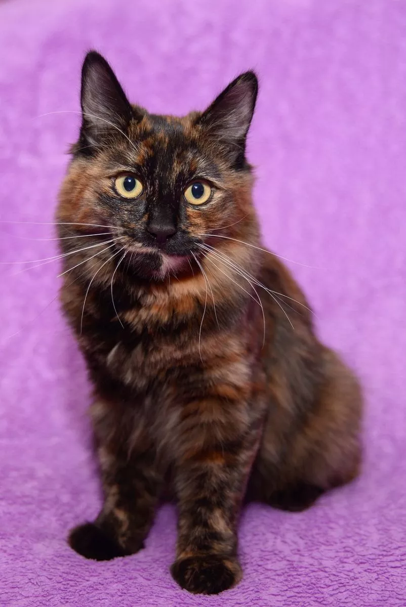 American Bobtail