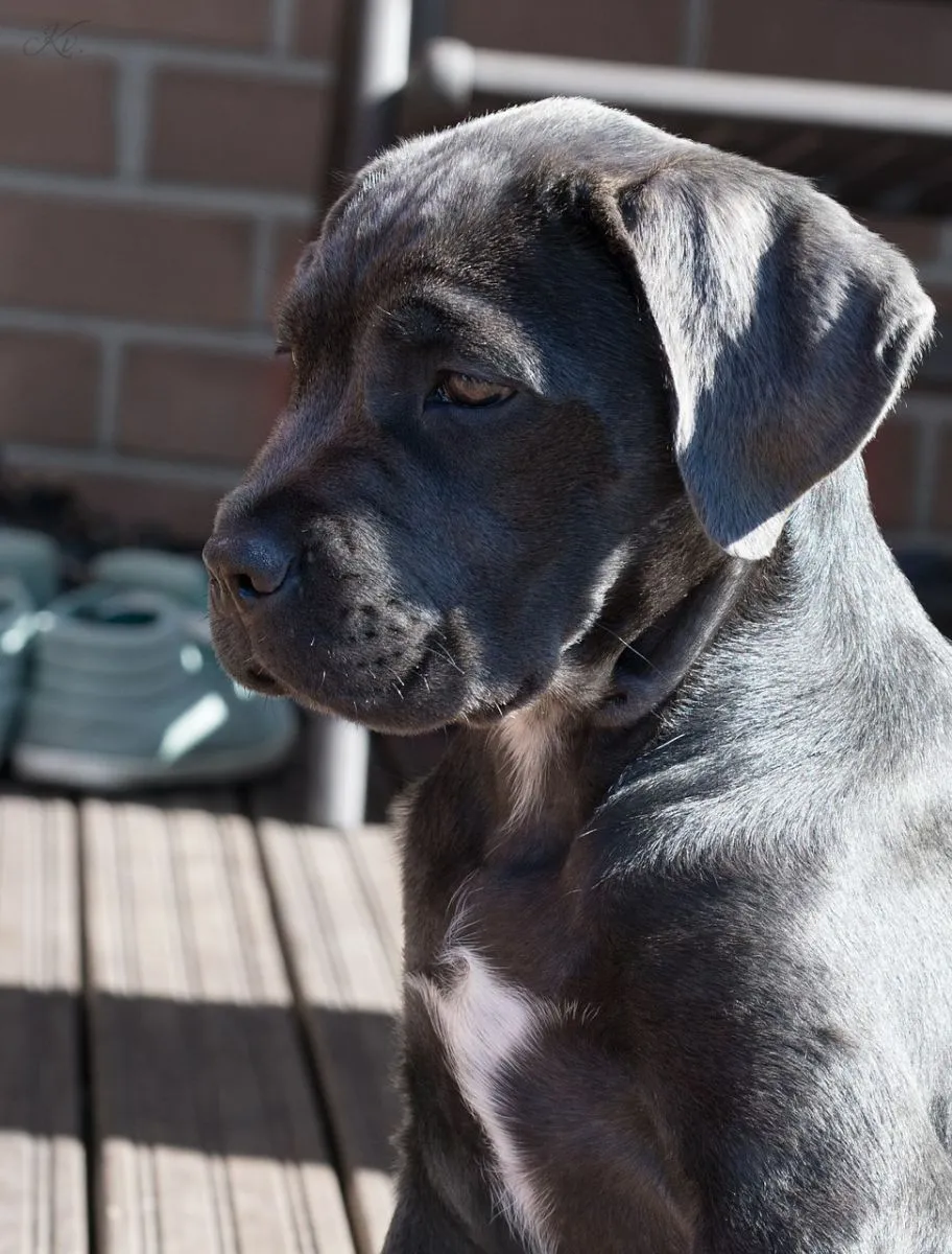 Szczeniak Cane Corso