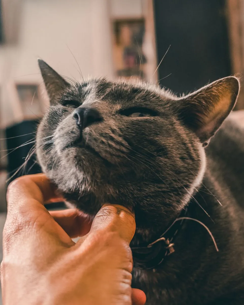 Kot Chartreux