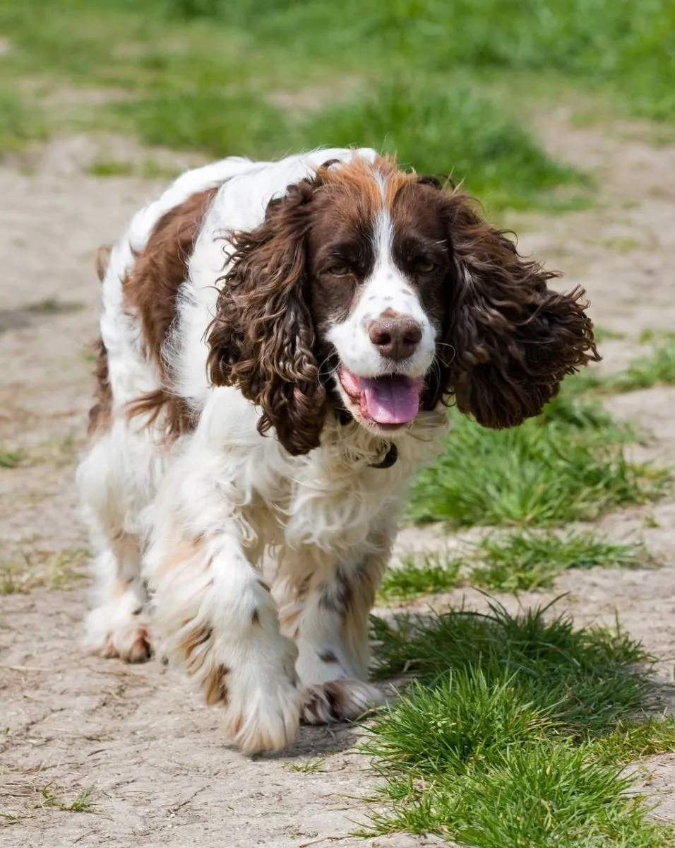 Springer spaniel angielski 