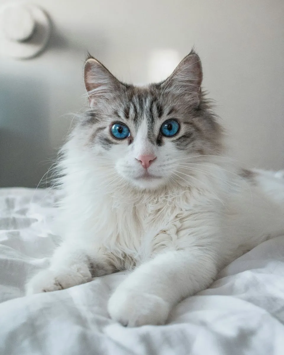 Ragdoll