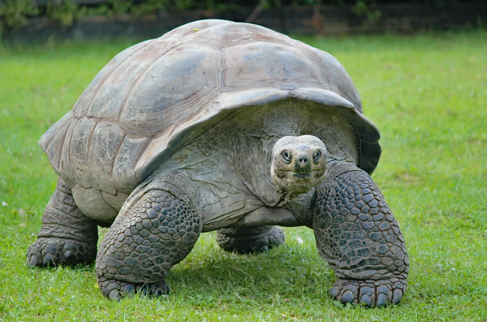 Żółw słoniowy