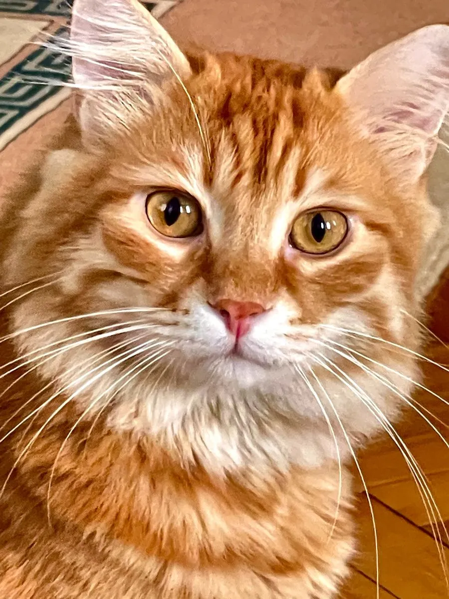 Manx