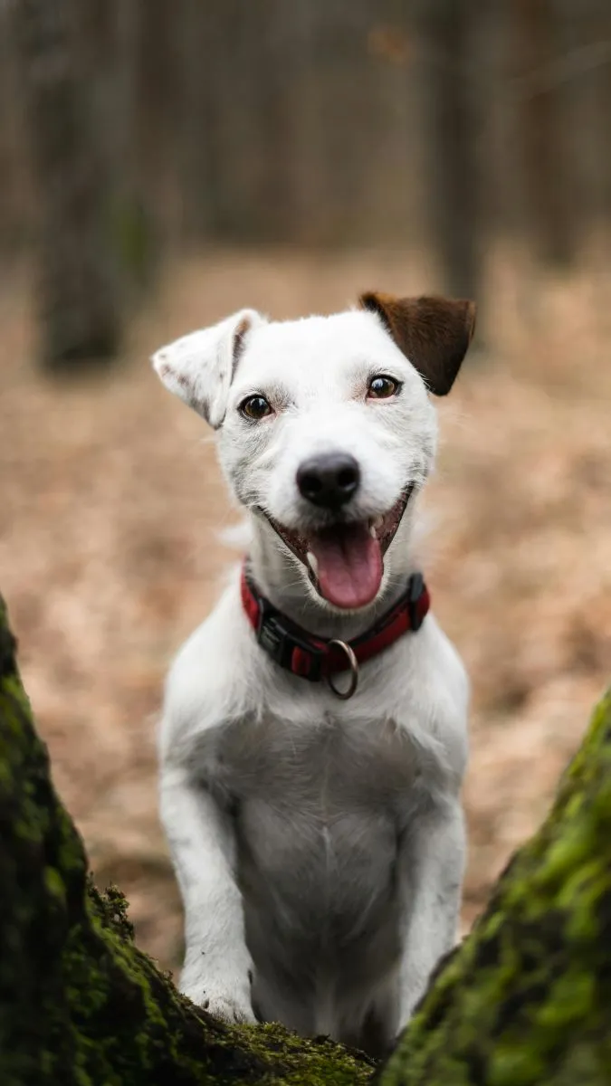 Jack Russell Terrier 