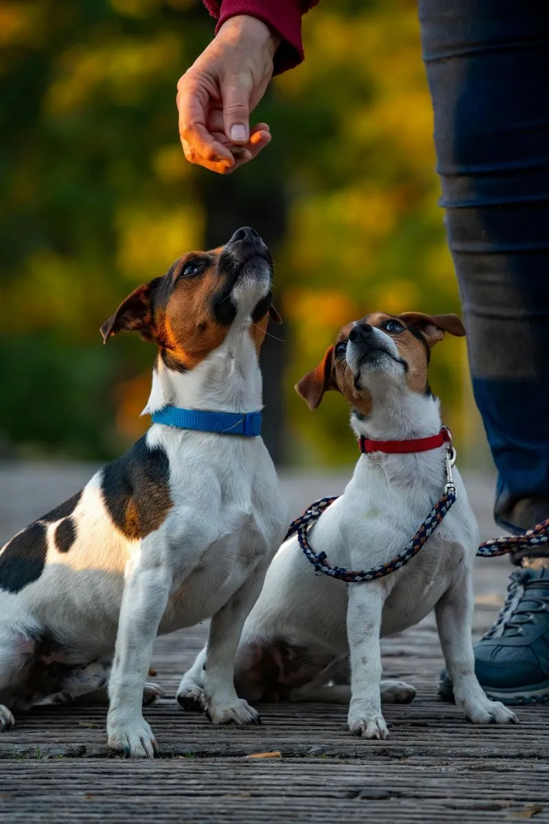 Jack Russell Terrier 