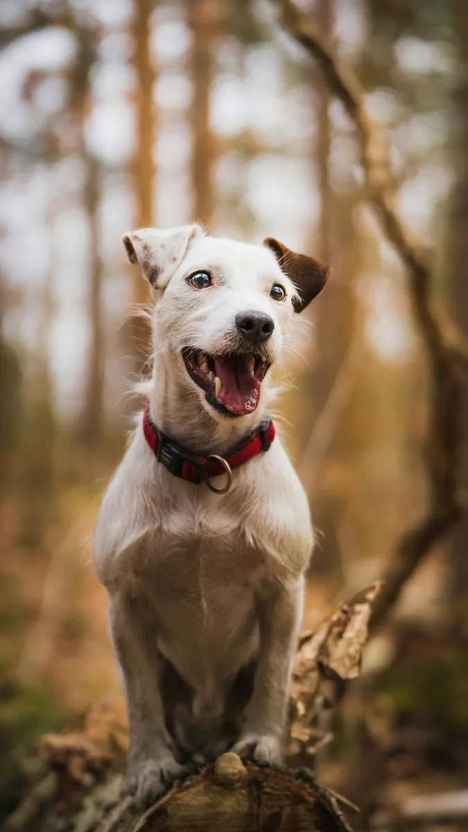 Jack Russell Terrier 
