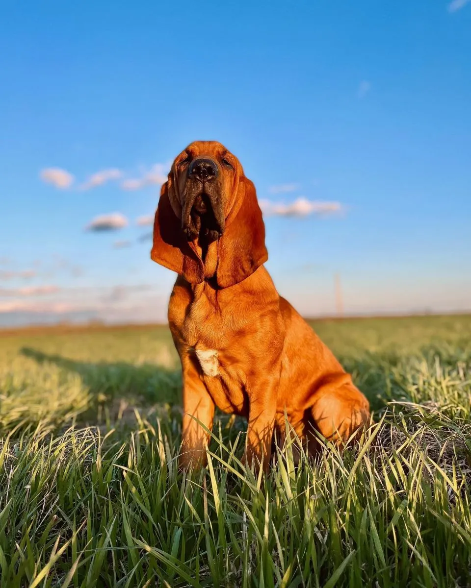 Bloodhound