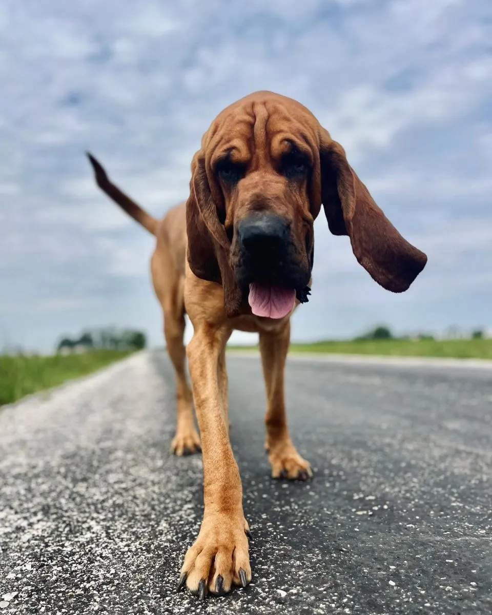 Bloodhound