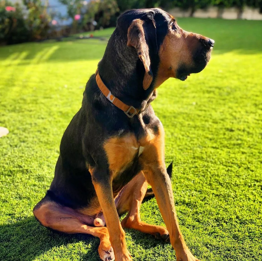 Bloodhound