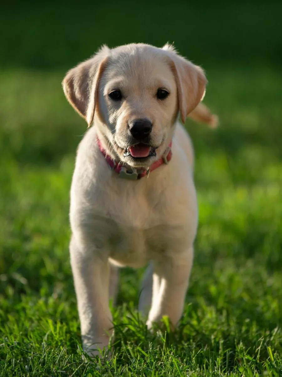 Szczeniak Labrador Retriever