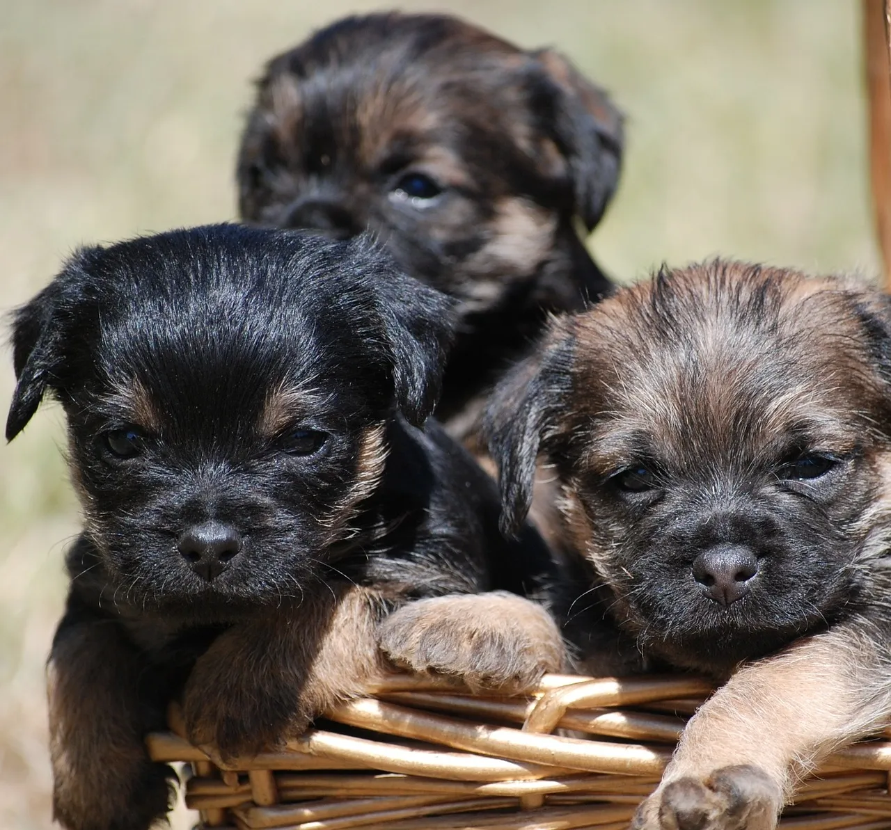 Szczeniaki Border Terrier