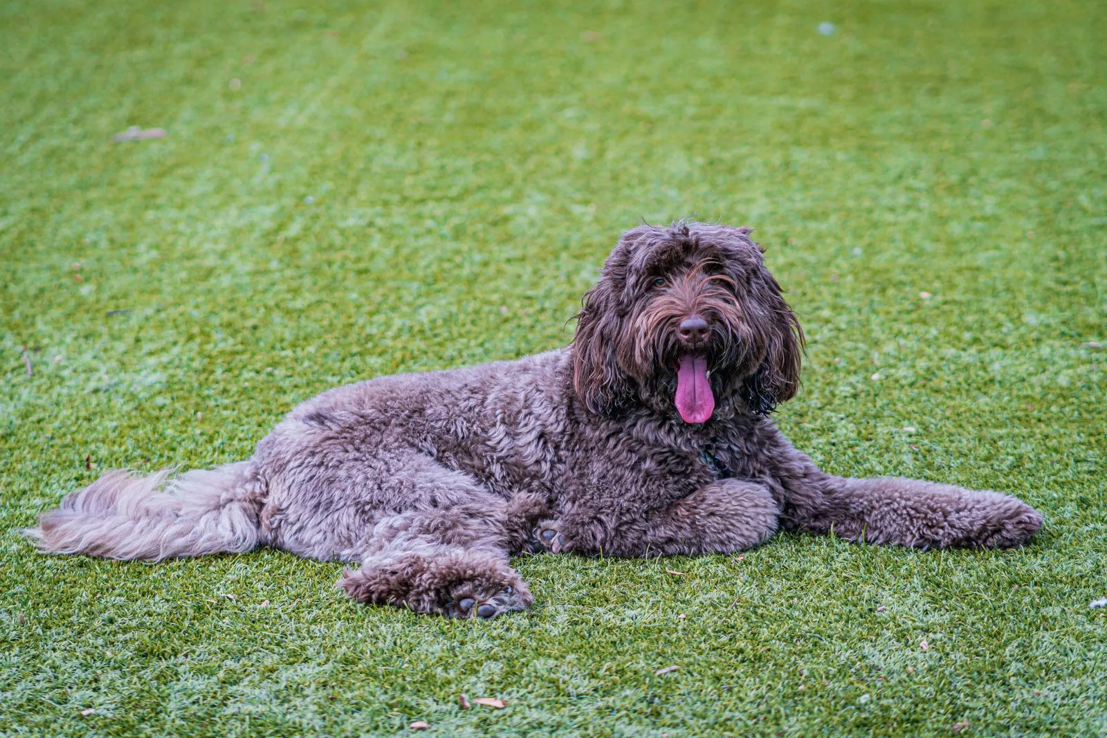 Ciekawostki o Goldendoodle