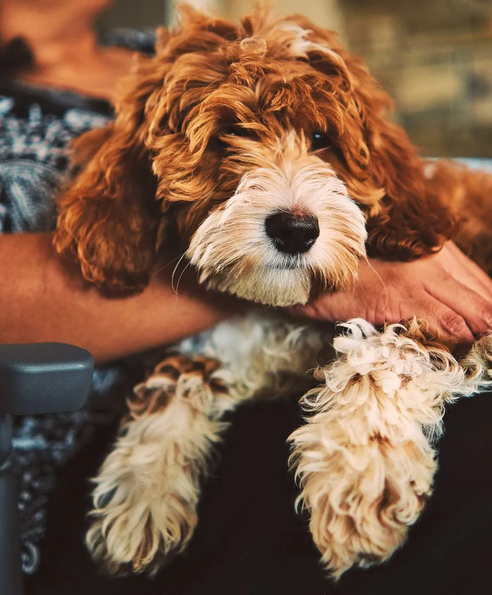 Ciekawostki o Goldendoodle