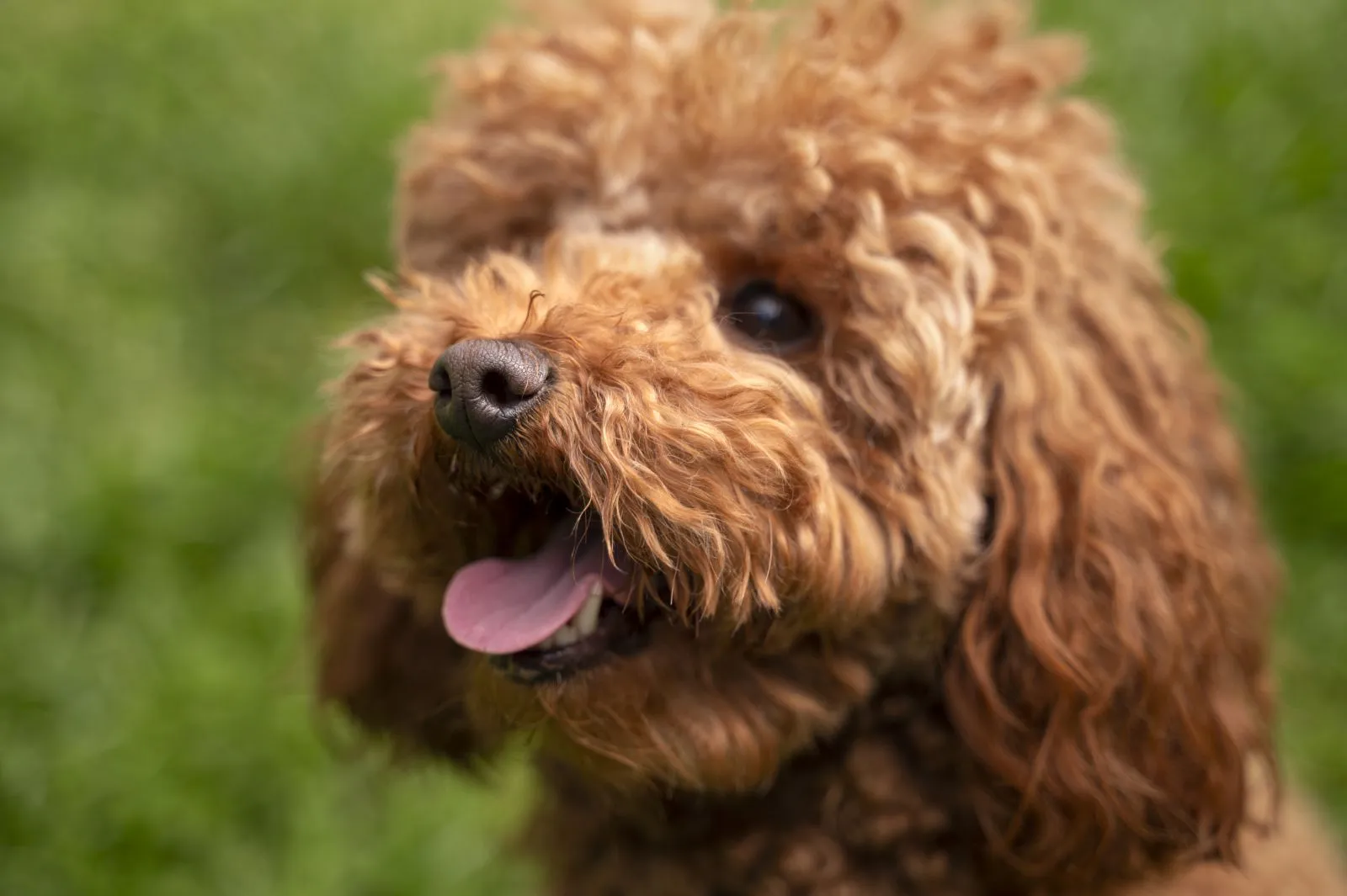 Ciekawostki o Goldendoodle