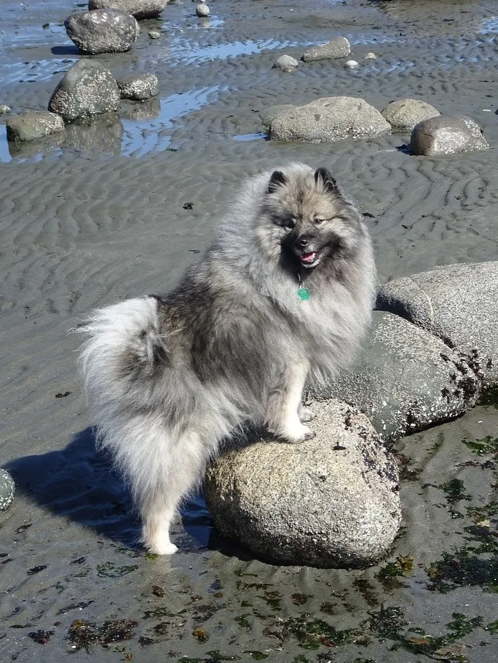 Keeshond