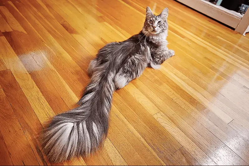 Cygnus Maine Coon