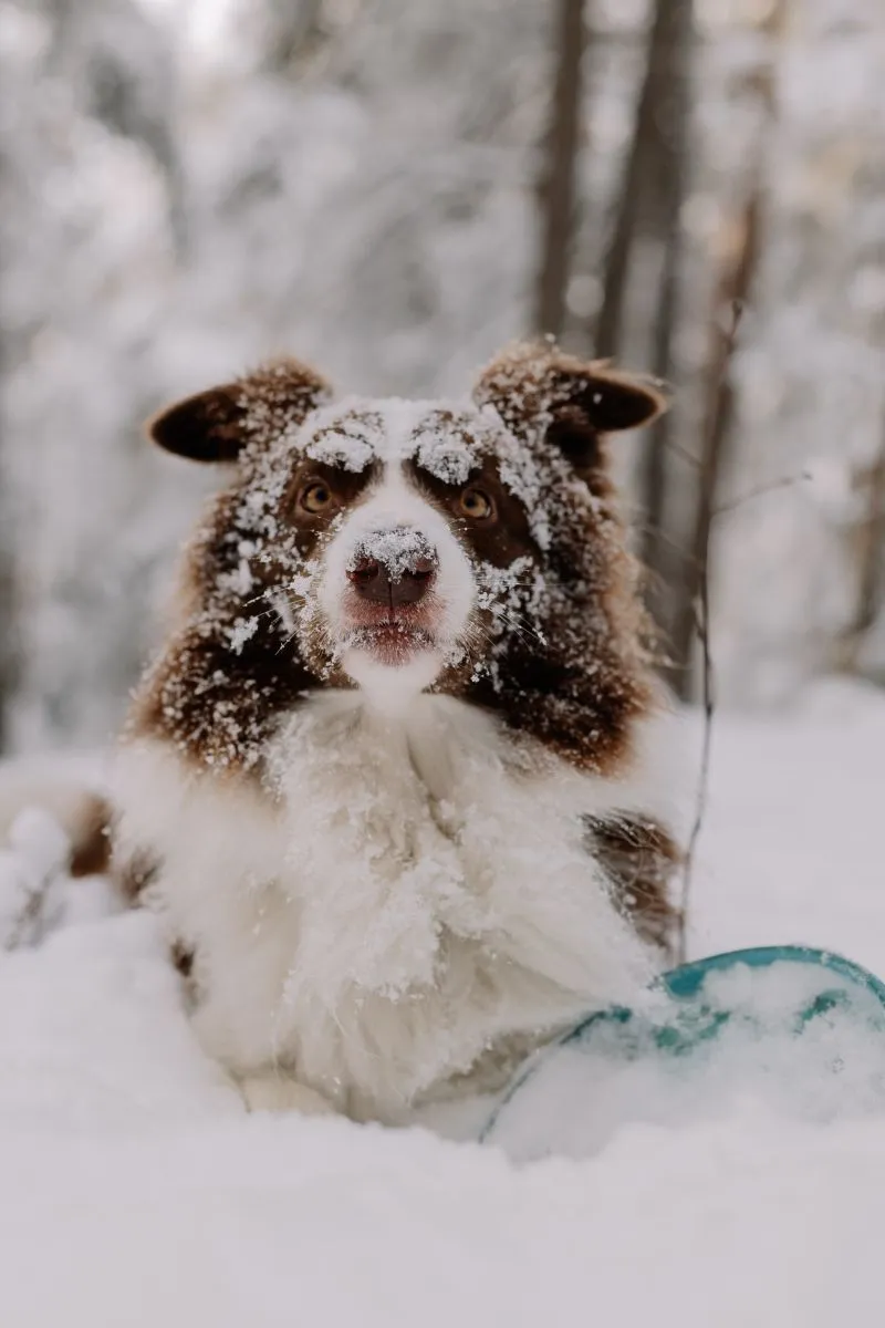 Border Collie