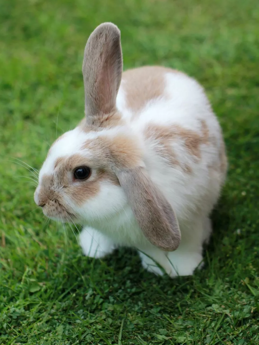 Mini Lop