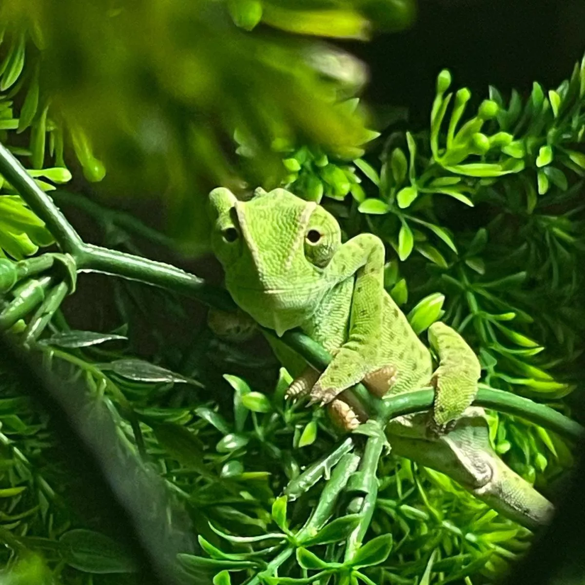 Kameleon senegalski