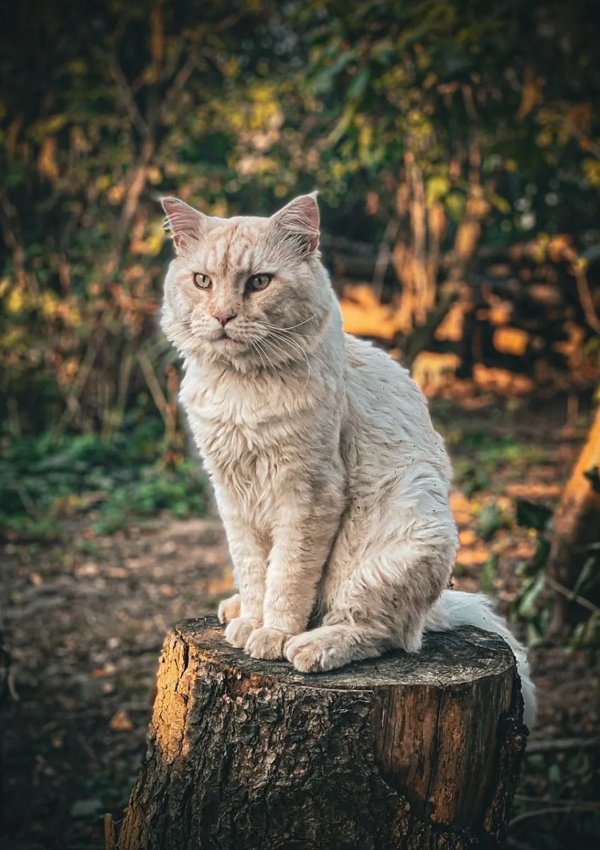 Kocur Maine Coon