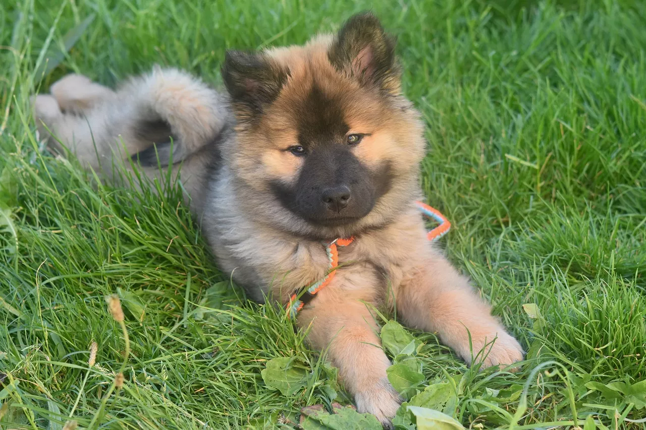 Szczeniak Eurasier