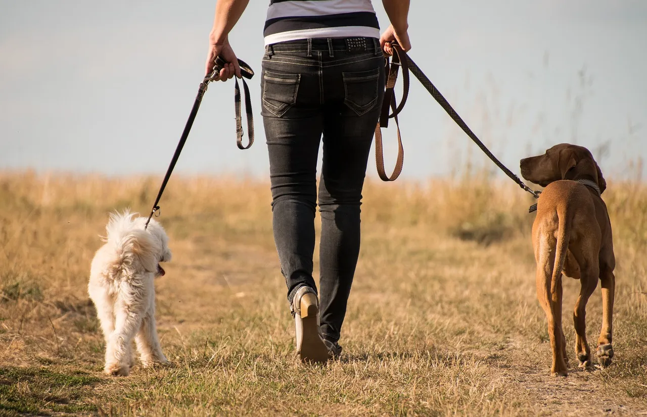 Jak często należy spacerować z psem