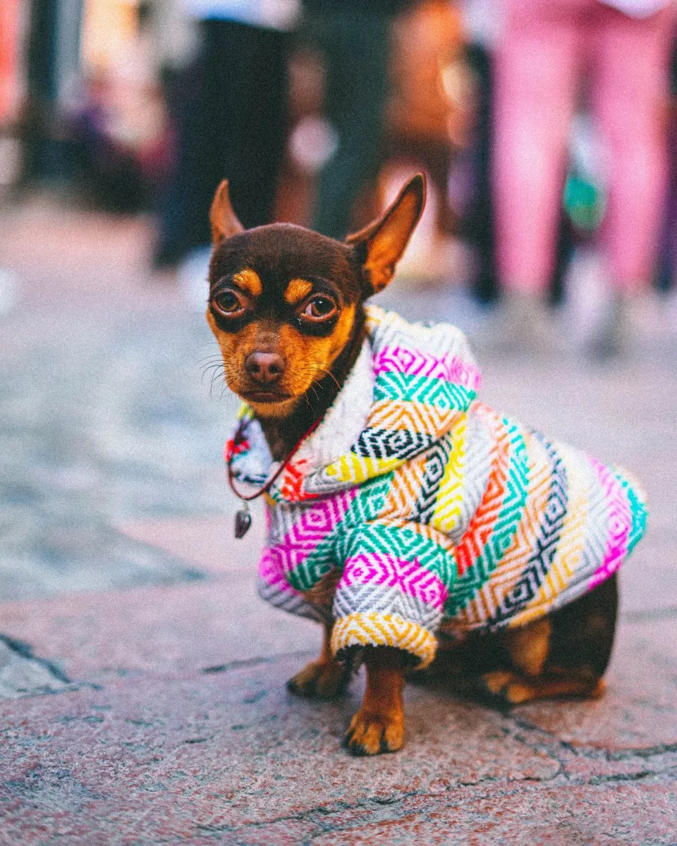 Chihuahua