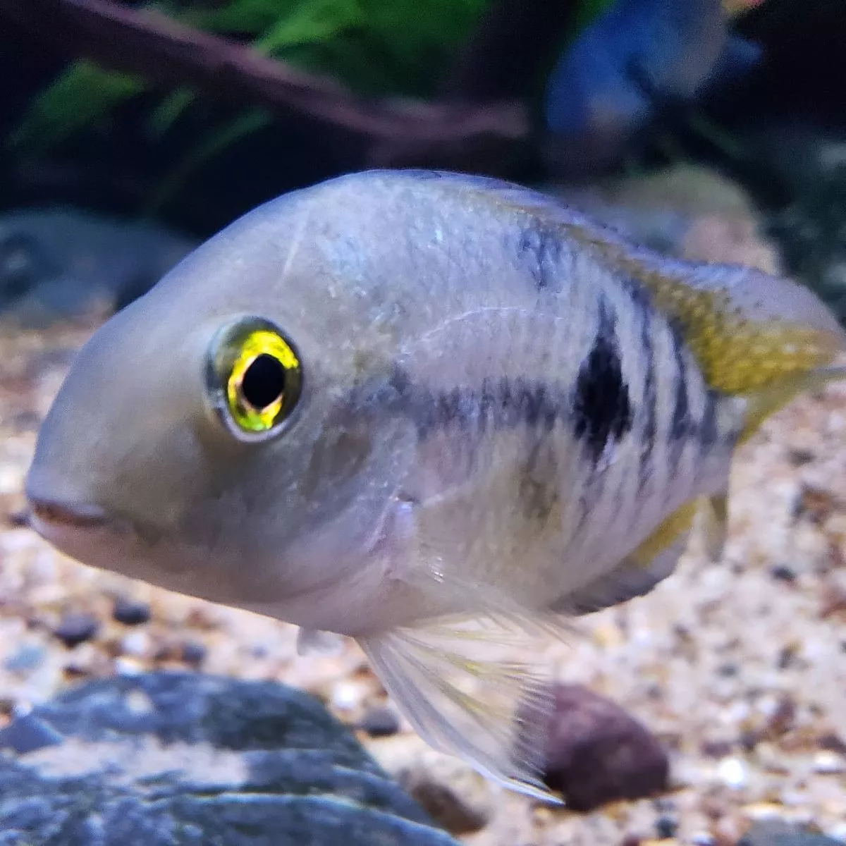  Zmienniak plamisty
