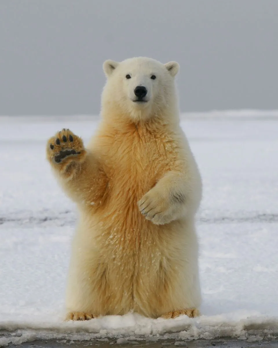 Niedźwiedź polarny