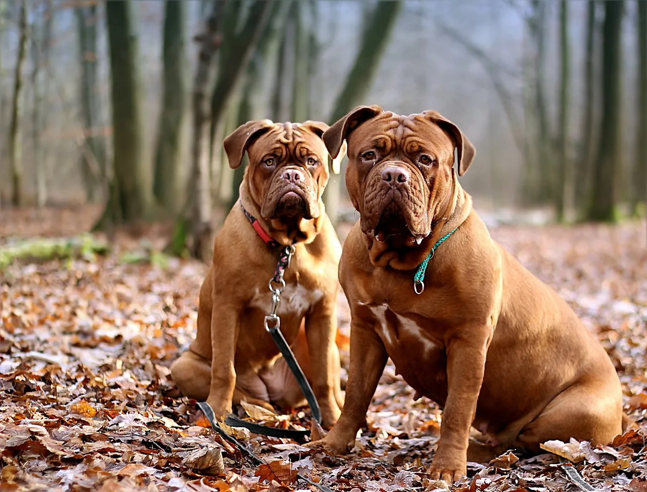 Dog de Bordeaux