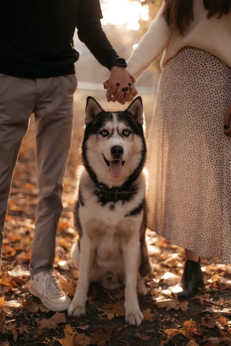 Siberian Husky