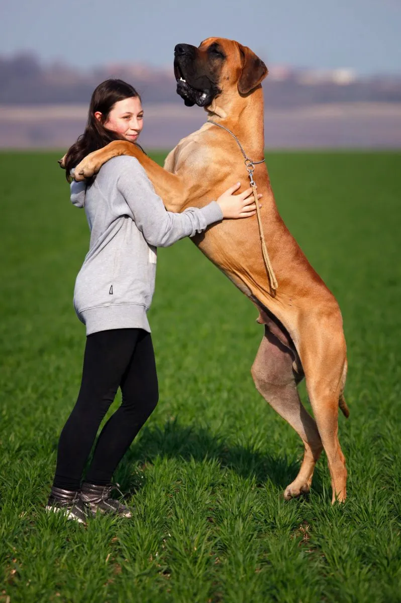 Dog niemiecki