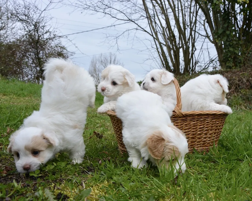 Szczenięta Coton de Tulear