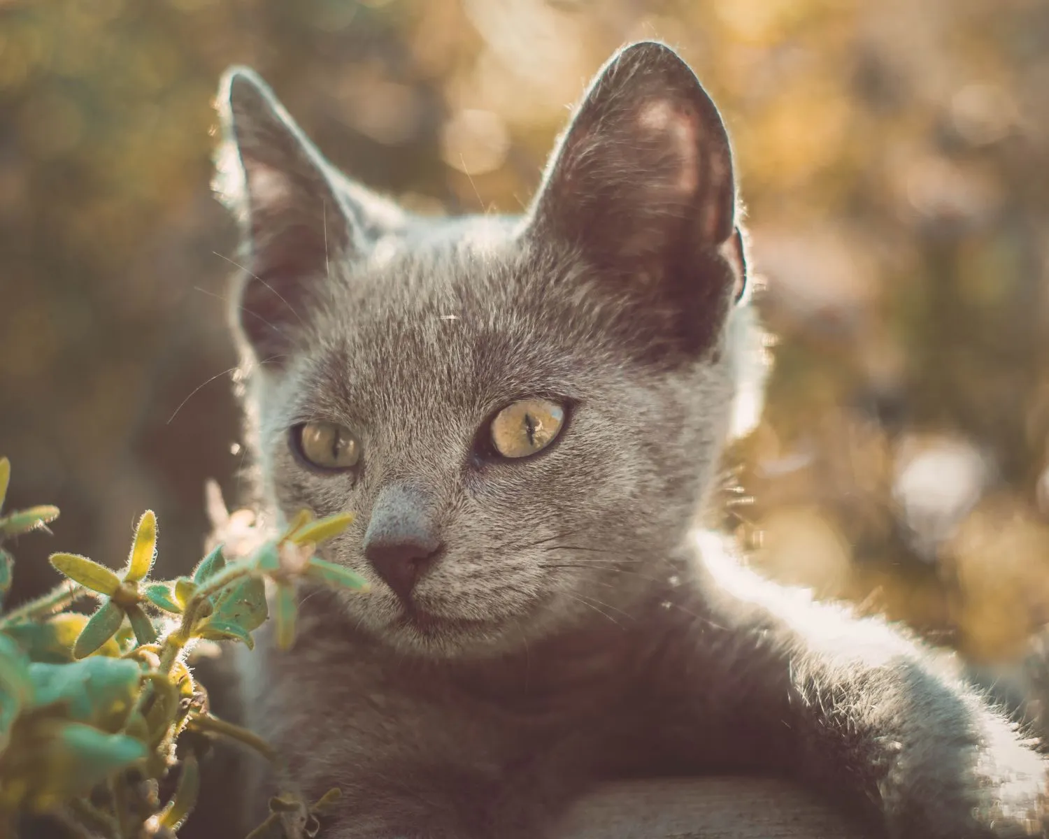 Chartreux