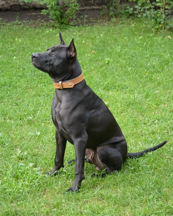 Thai Ridgeback 