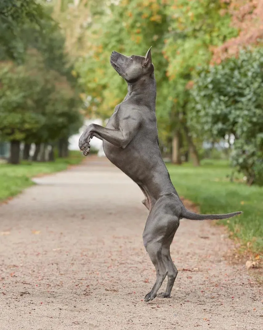 Thai Ridgeback 